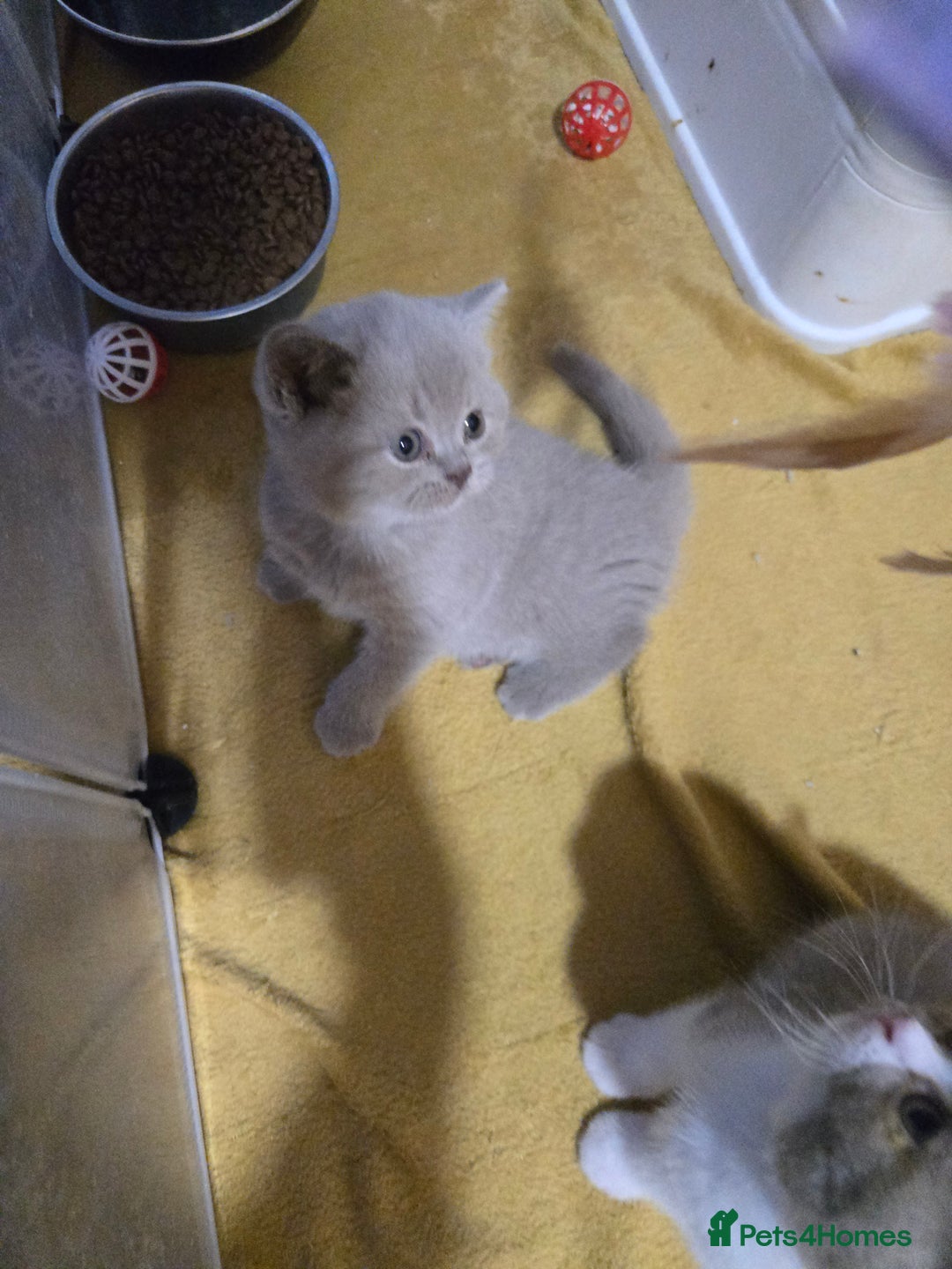 British Shorthair cats for sale: Full Britishshort hair kittens ready wendesday - Image 17