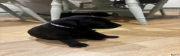 Labrador Retriever dogs for sale: Lovely black lab puppy  - Advert 8