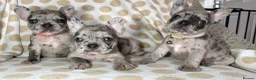 French Bulldog dogs for sale: Reduced to £1250. 1 boy 2 girls left - Advert 3