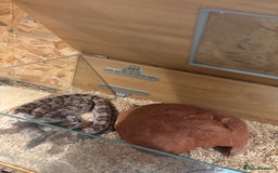 Corn Snake reptiles for sale: Adult female corn snake  - Image 2