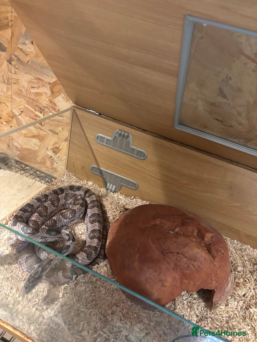 Corn Snake reptiles for sale: Adult female corn snake  - Image 2