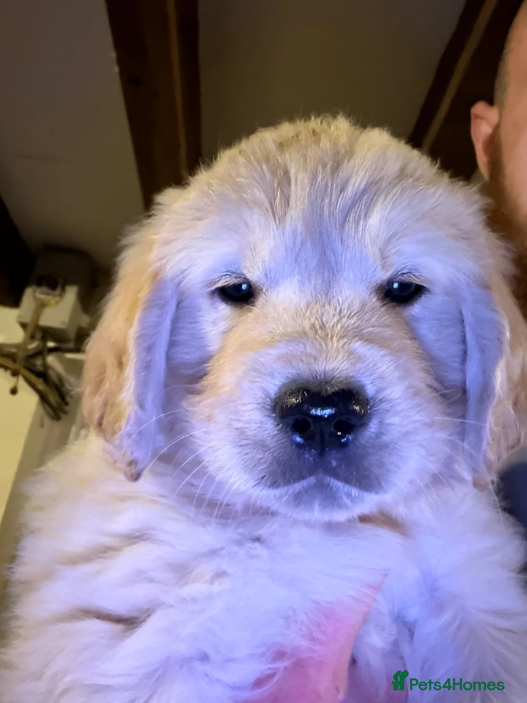 Golden Retriever dogs for sale: Fully vaccinated! Bryn Bach Golden X Angel Annwyl - Advert 1