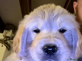 Golden Retriever dogs Mack/ Bryn Bach Golden X Evie/ Angel Annwyl - Advert 3