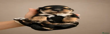 Black & Tan Red Collar - Kenny