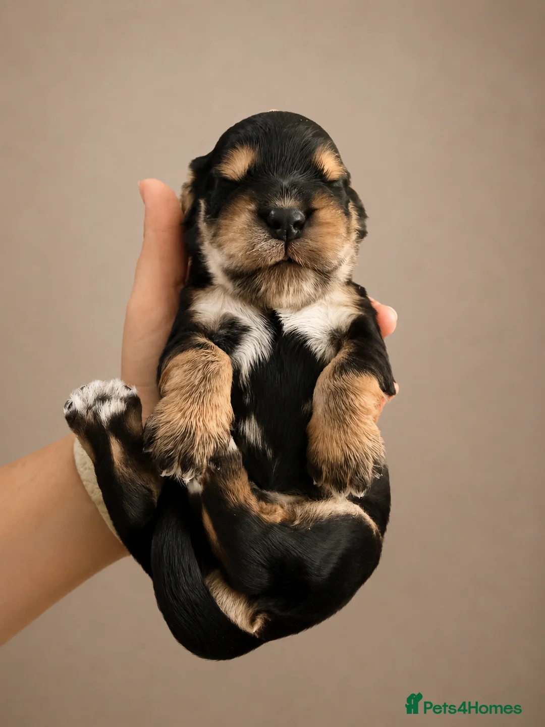 Cocker Spaniel dogs for sale: Show Cocker Spaniel Puppies in Bedford - Advert 2