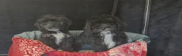 Cockapoo dogs for sale: Adorable cockapoo puppys READY NOW  - Advert 2