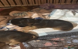 Cocker Spaniel dogs for sale: Gorgeously adorable Show Cocker Spaniels - Advert 23