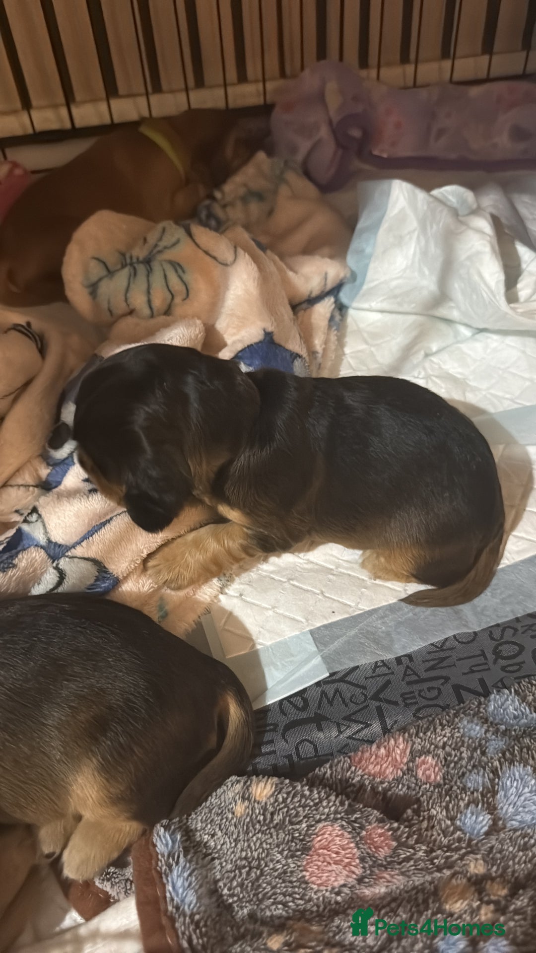 Cocker Spaniel dogs for sale: Gorgeously adorable Show Cocker Spaniels - Advert 23