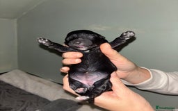 Mixed Breed dogs for sale: Cockapoochon puppies - Image 1