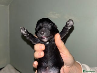 Mixed Breed dogs for sale - Advert 1