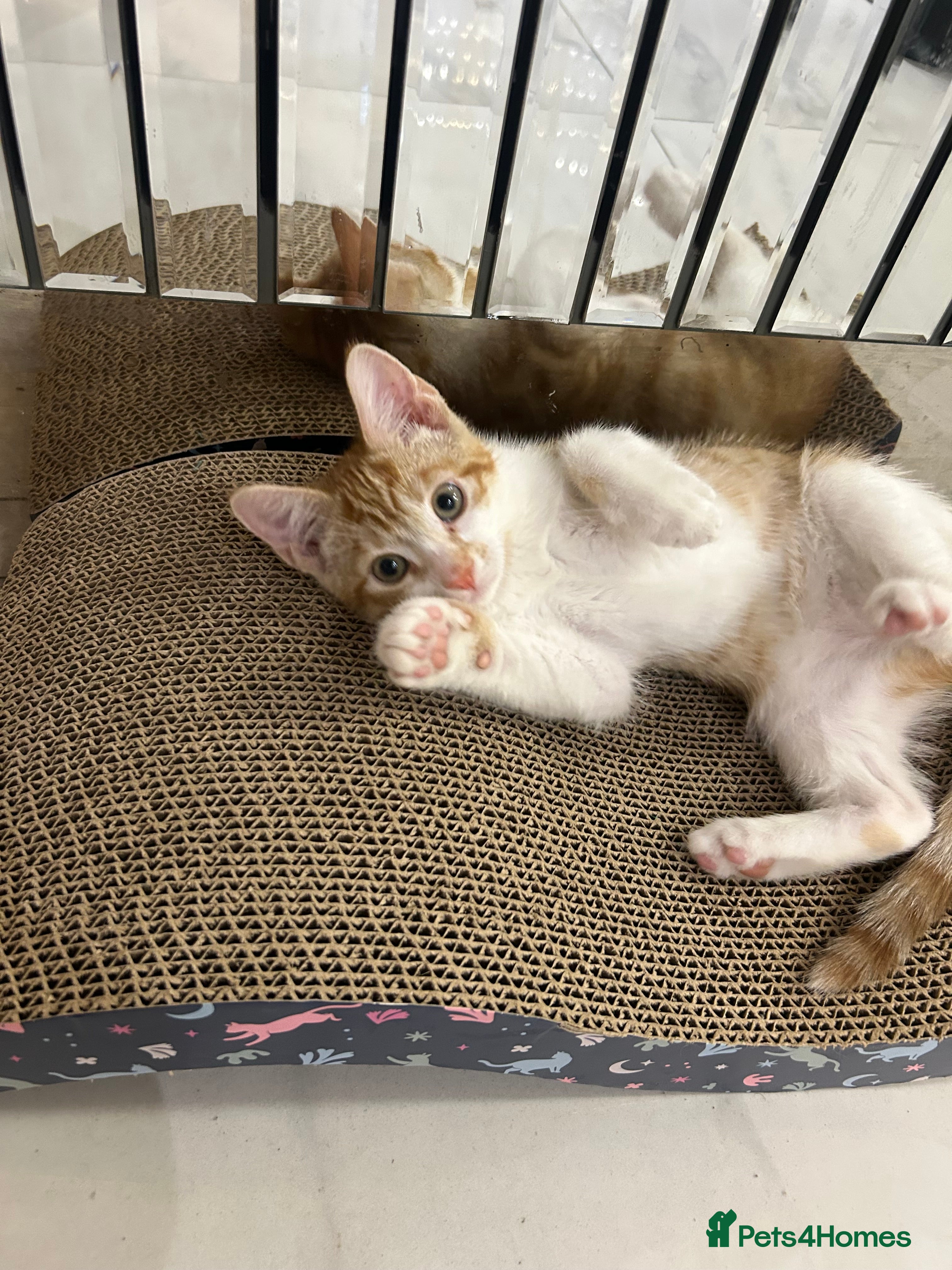Mixed Breed cats Orange kitten 11 weeks old - Advert 16