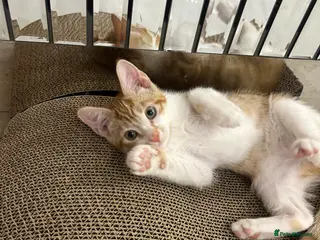 Mixed Breed cats Orange kitten 11 weeks old - Advert 16