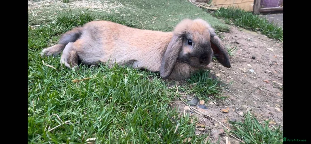 Mini Lop rabbits for sale: Adult Mini lops  - Advert 9