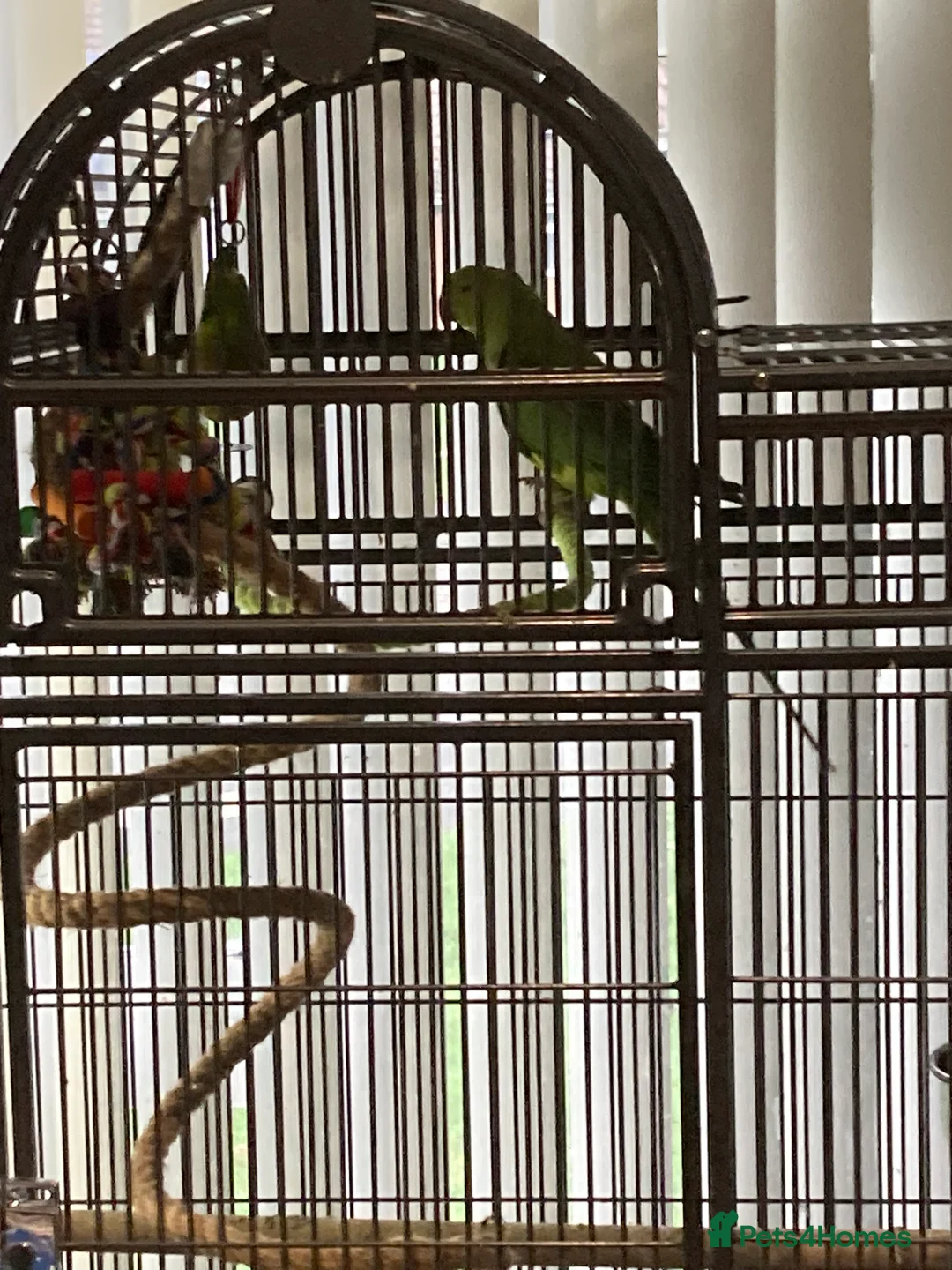 Ringnecks birds for sale: Ring neck  - Advert 8