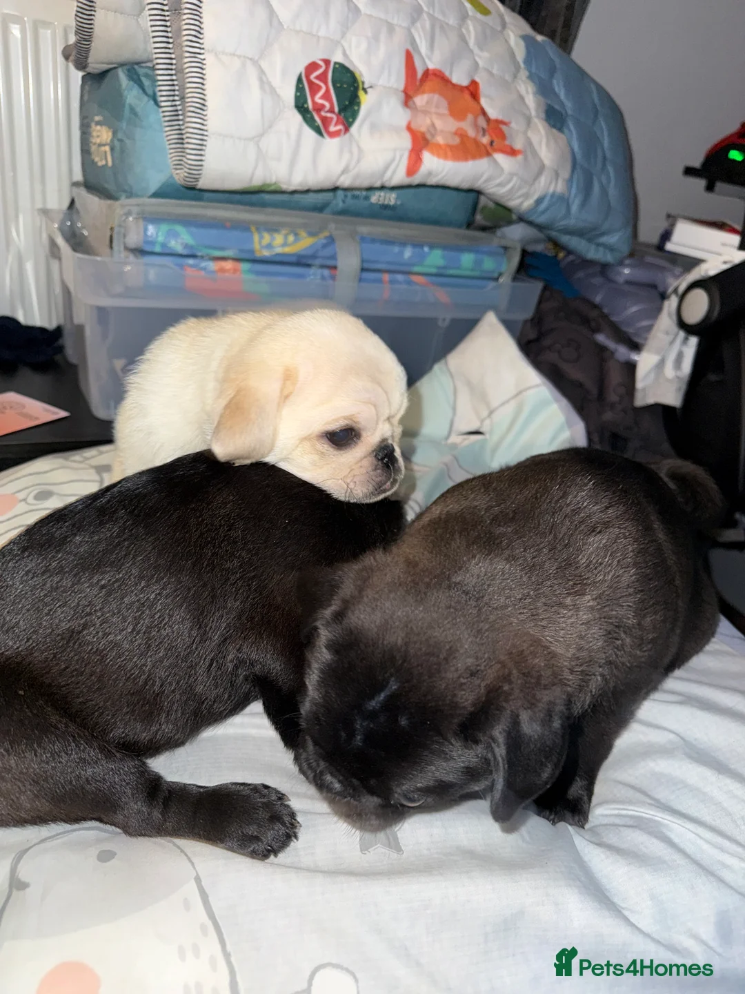 Pug dogs for sale: 3 beautiful pug puppies - Advert 9