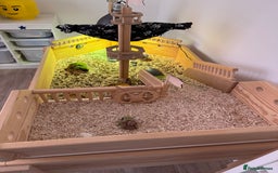 Tortoise reptiles for sale: Dwarf Hermann Tortoise with enclosure - Image 5