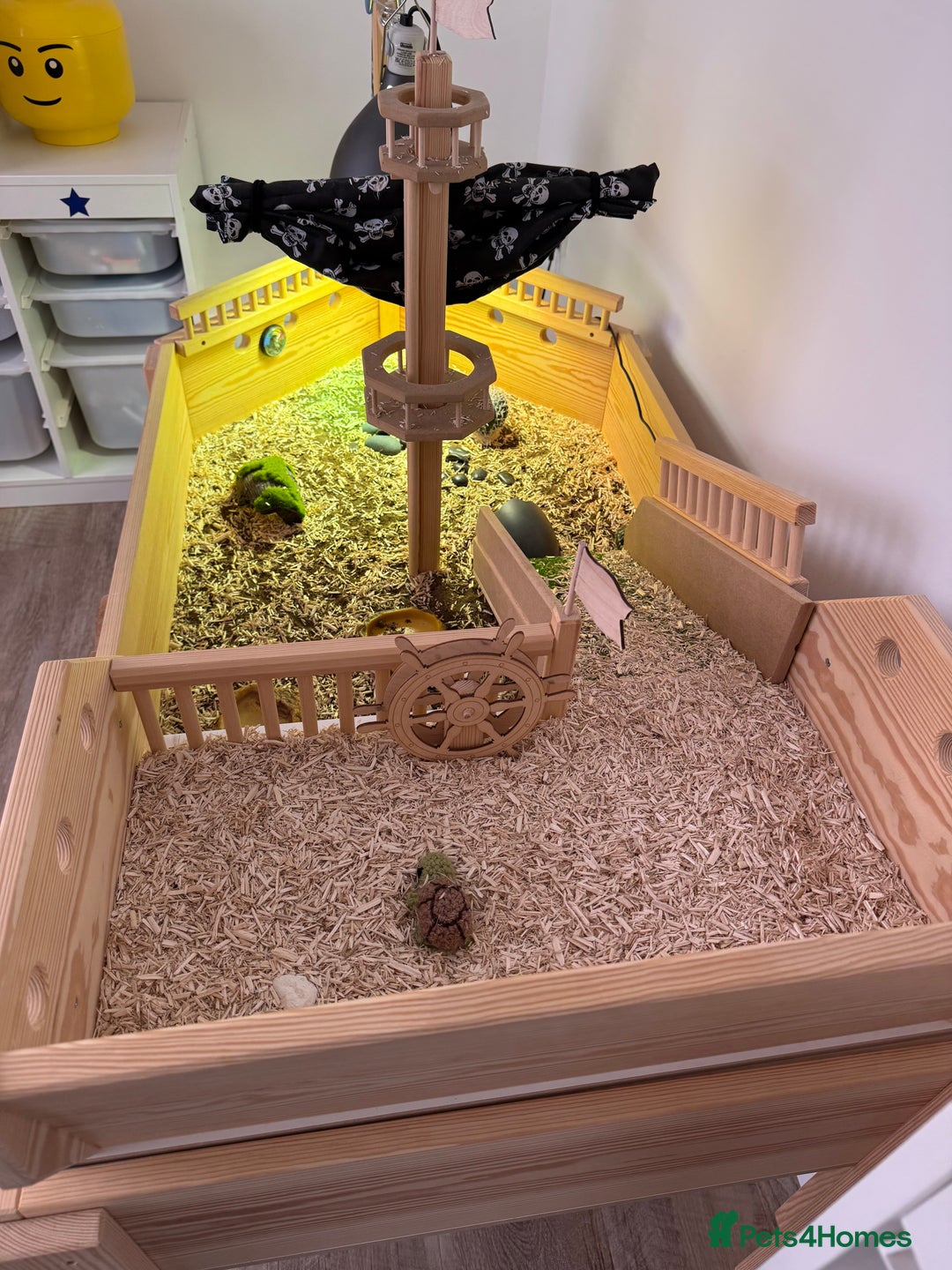 Tortoise reptiles for sale: Dwarf Hermann Tortoise with enclosure - Image 5
