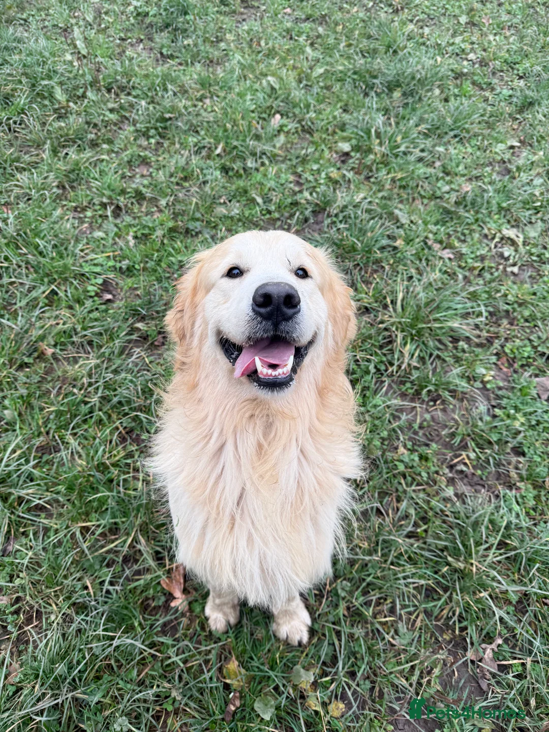 Golden Retriever dogs for stud: Beautiful proven golden retriever for stud in Leyland - Advert 9
