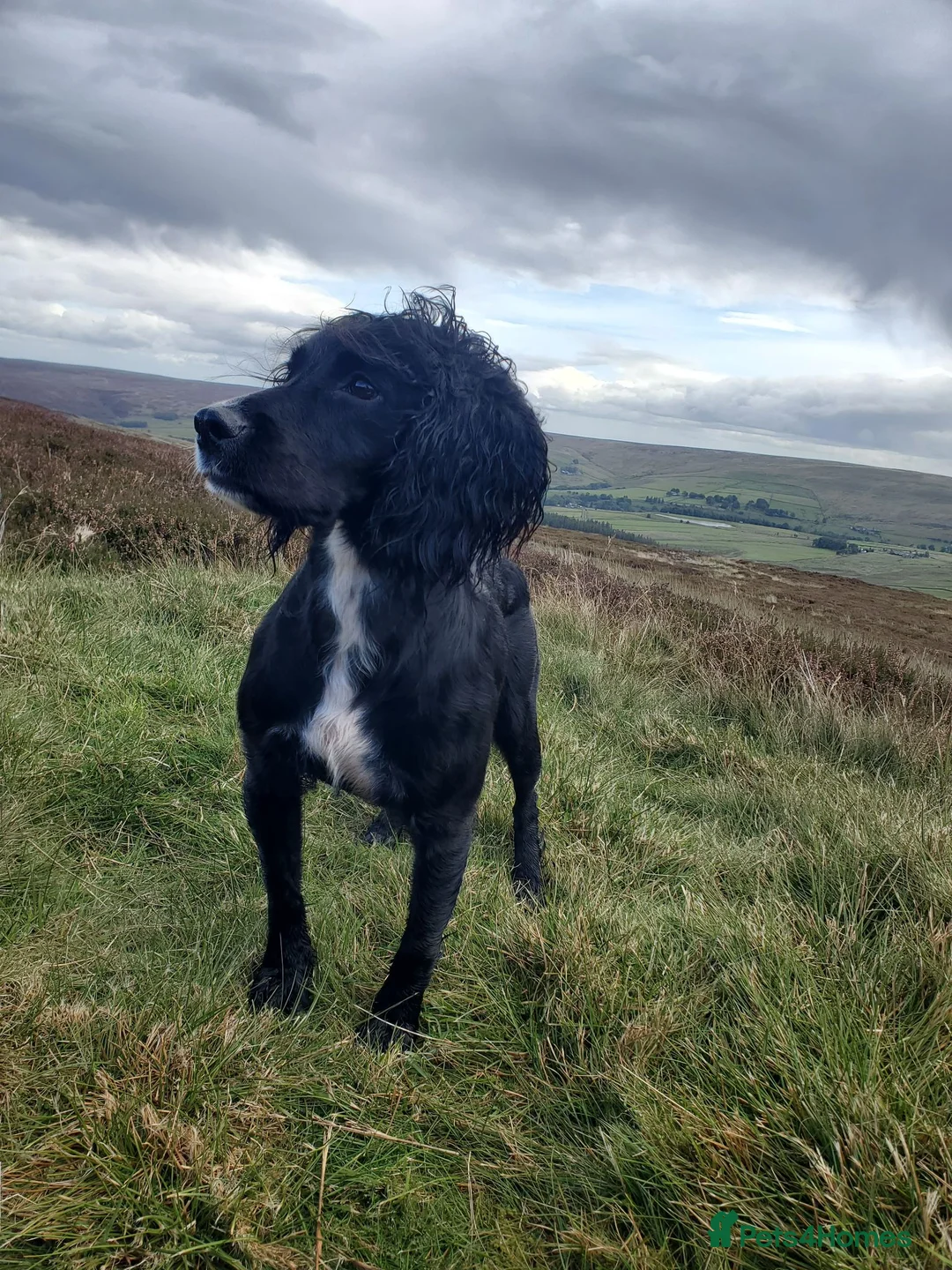 Sprocker dogs for sale: Working spaniel 2 male puppies  in Hexham - Advert 2