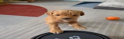 Mixed Breed dogs for sale: Cavapoochon puppies  - Advert 10