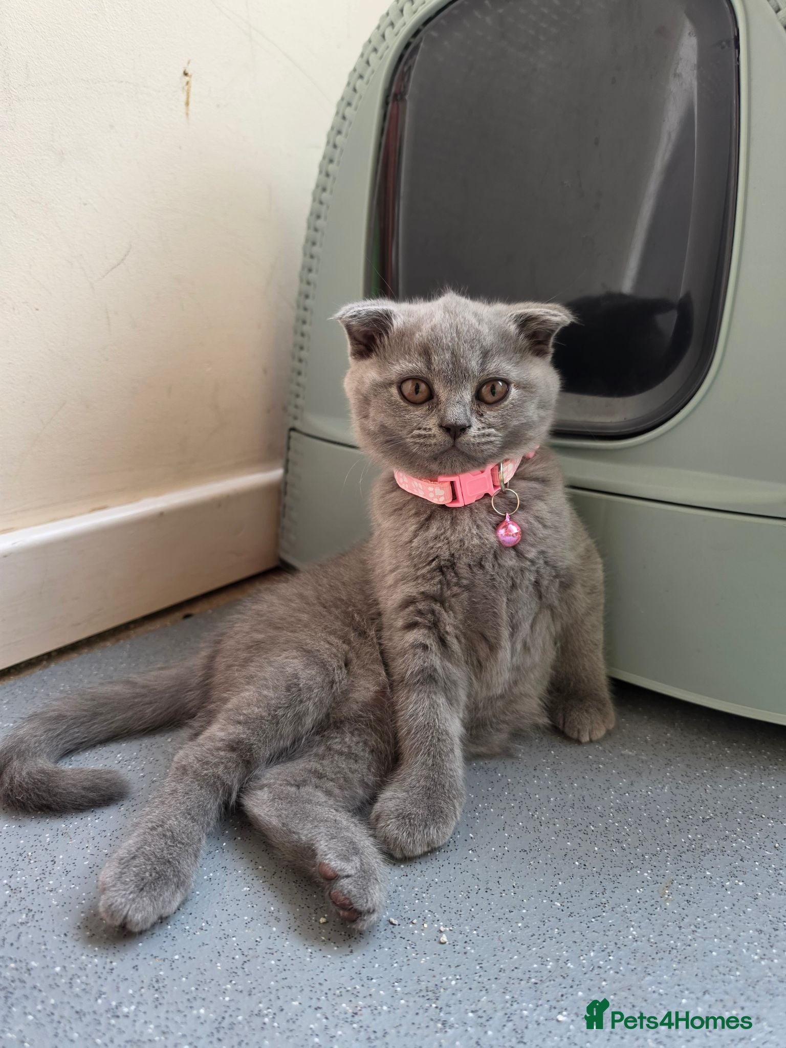 Scottish Fold cats 7 Scottish fold 😍beautiful  healthy kittens - Advert 1