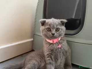Scottish Fold cats 7 Scottish fold 😍beautiful healthy kittens - Advert 1