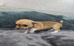 Chihuahua dogs for sale: Chihuahua pedigree pups. Not KC. - Image 25