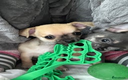 Chihuahua dogs for sale: Pure bred Chihuahua puppies - Image 1