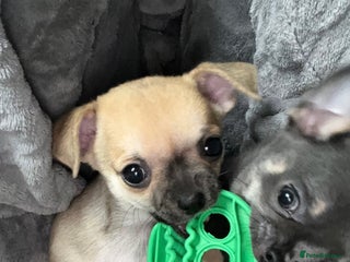 Chihuahua dogs - Advert 1