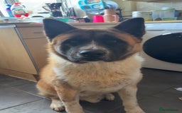 Akita dogs for sale: Bear, full breed Japanese akita  - Image 1