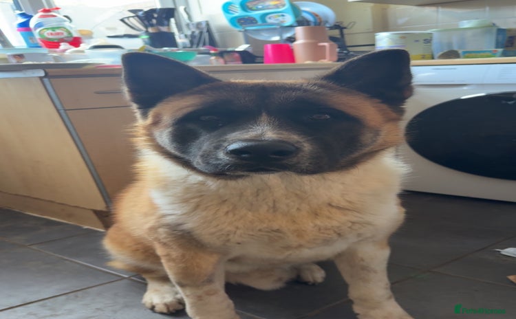 Akita dogs - Advert 1