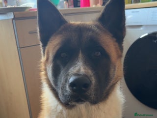 Akita dogs for sale - Advert 1