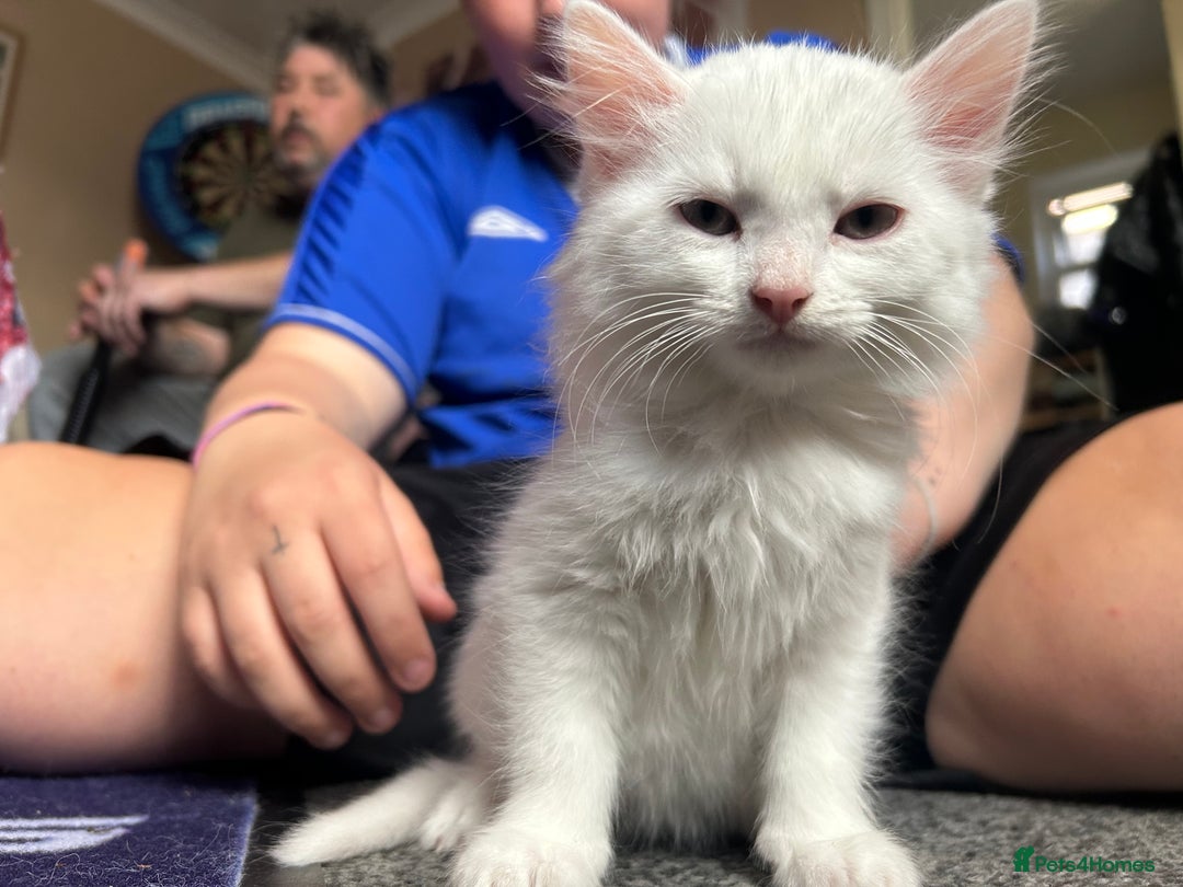 Mixed Breed cats for sale: Male kittens - Image 1