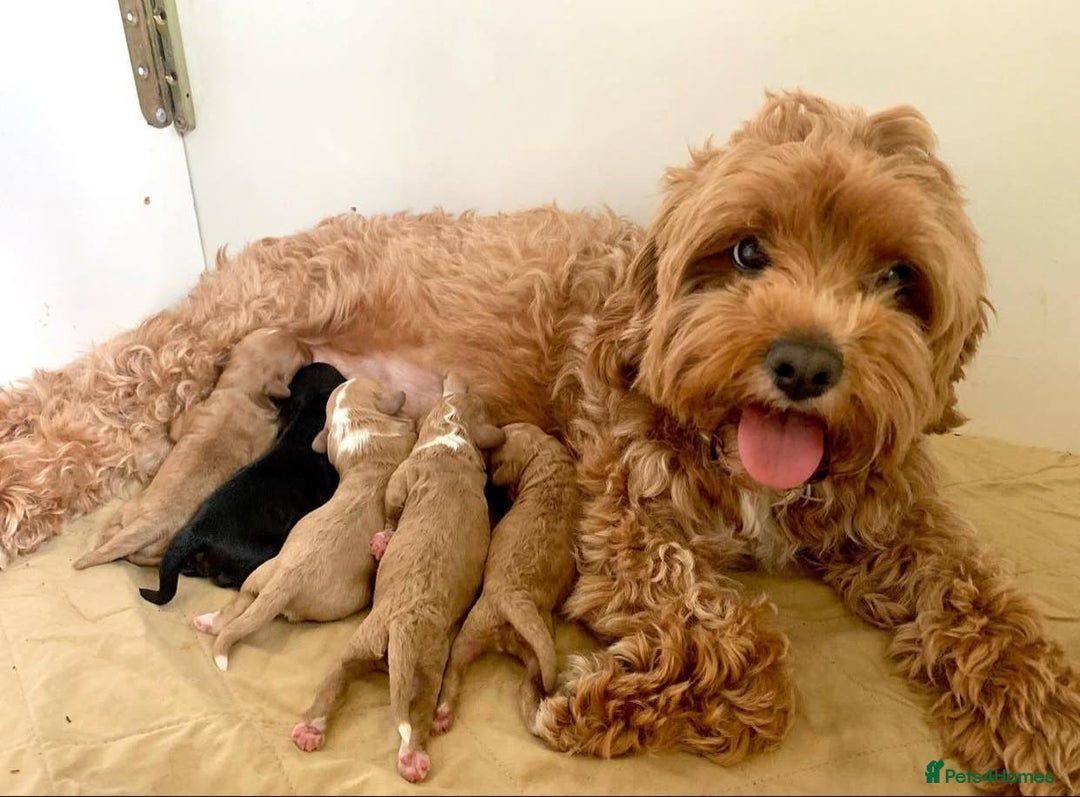 Maltipoo dogs for sale: Beautiful Toy Maltipoo Puppies - Image 20