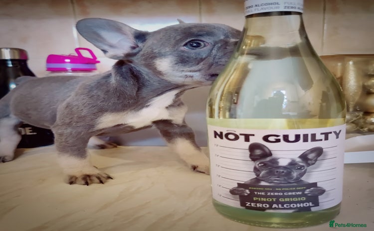 French Bulldog dogs - Advert 5