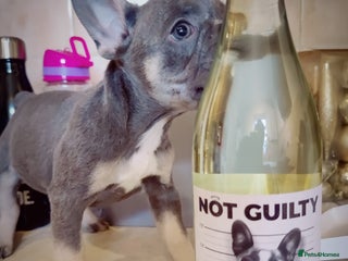 French Bulldog dogs - Advert 3