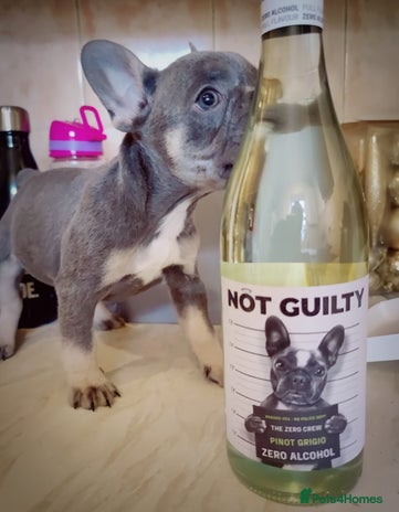 French Bulldog dogs - Advert 2