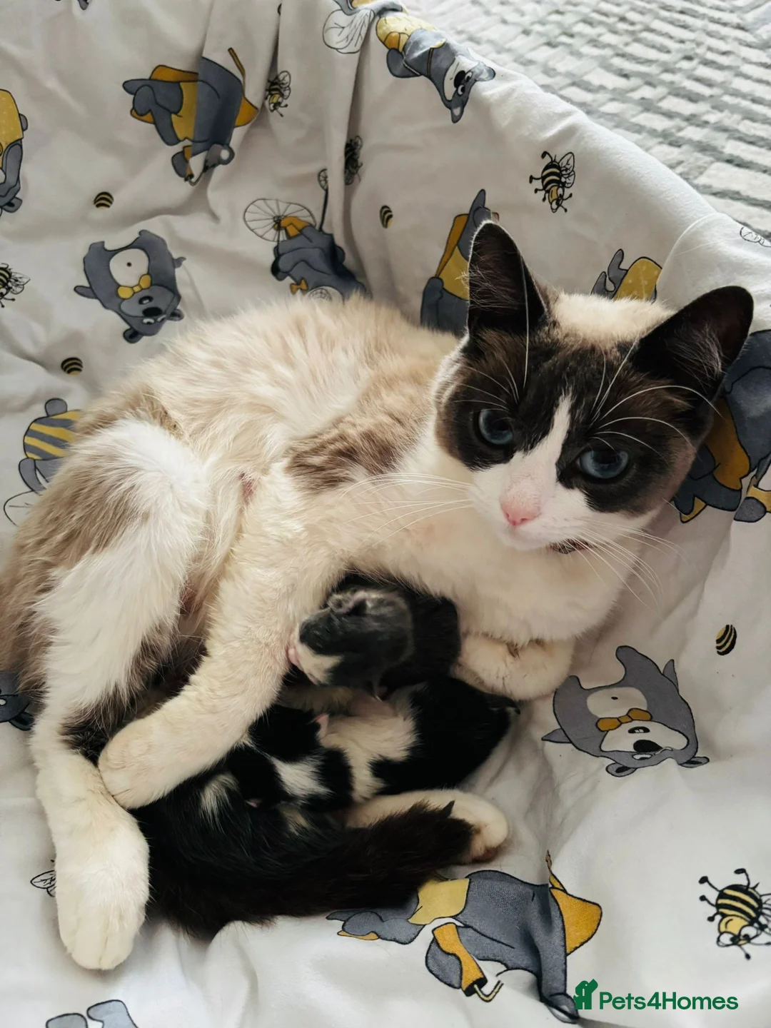 Mixed Breed cats for sale: Four Beautiful Kittens - Advert 2