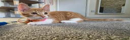 Mixed Breed cats for sale: Adorable Male Kitten Looking for His Forever Home! - Advert 4