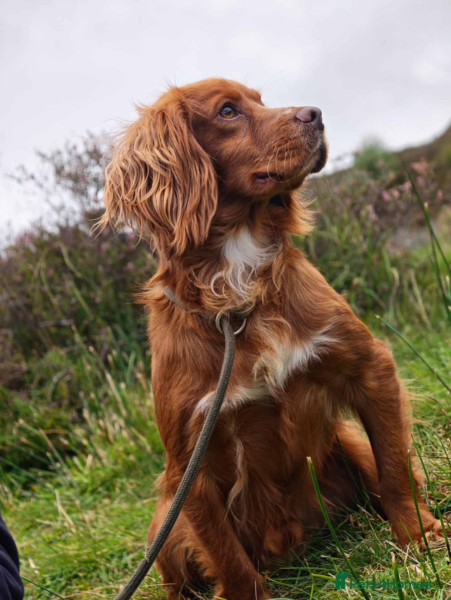 Cocker Spaniel dogs Cocker stud - Advert 1