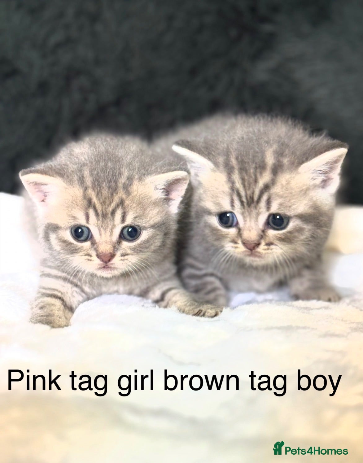 Scottish Fold cats Scottish striaghts registered  - Advert 1