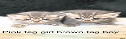 Scottish Fold cats for sale: Scottish striaghts / bsh registered  - Advert 5