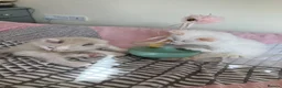 Ragdoll cats for sale: Beautiful Ragdoll kittens  - Advert 14