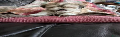 Lhasa Apso Puppy 2