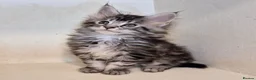 Maine Coon cats for sale: MAINE COON KITTENS in Wigton - Advert 7