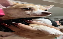 Chihuahua dogs for sale: 3 small chihuahua puppies  - Image 19
