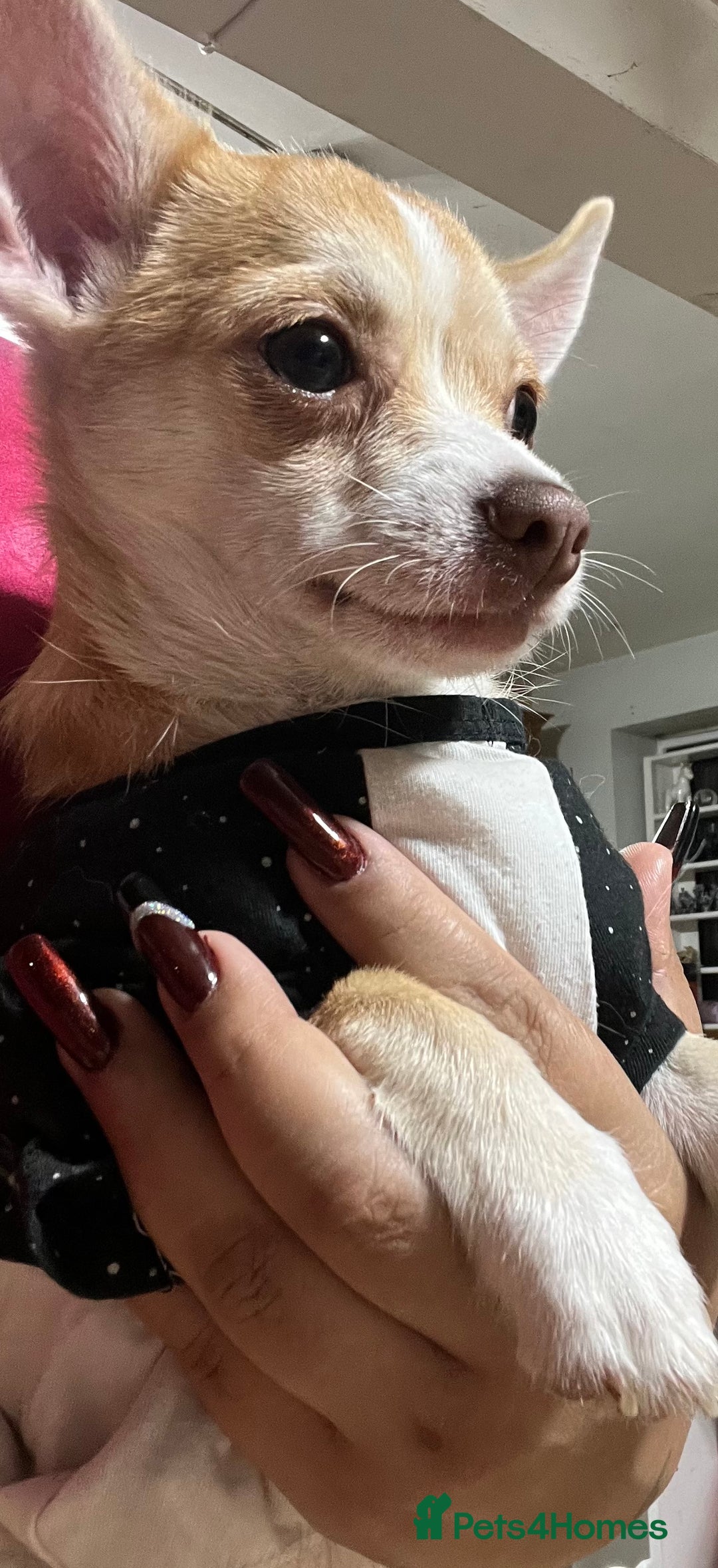 Chihuahua dogs for sale: 3 small chihuahua puppies  - Image 19
