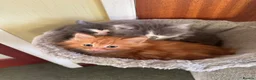 Mixed Breed cats for sale: Mixed breed kittens - Advert 8