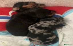Dachshund dogs for sale: Mini Dachsunds for sale x 2 - Image 5