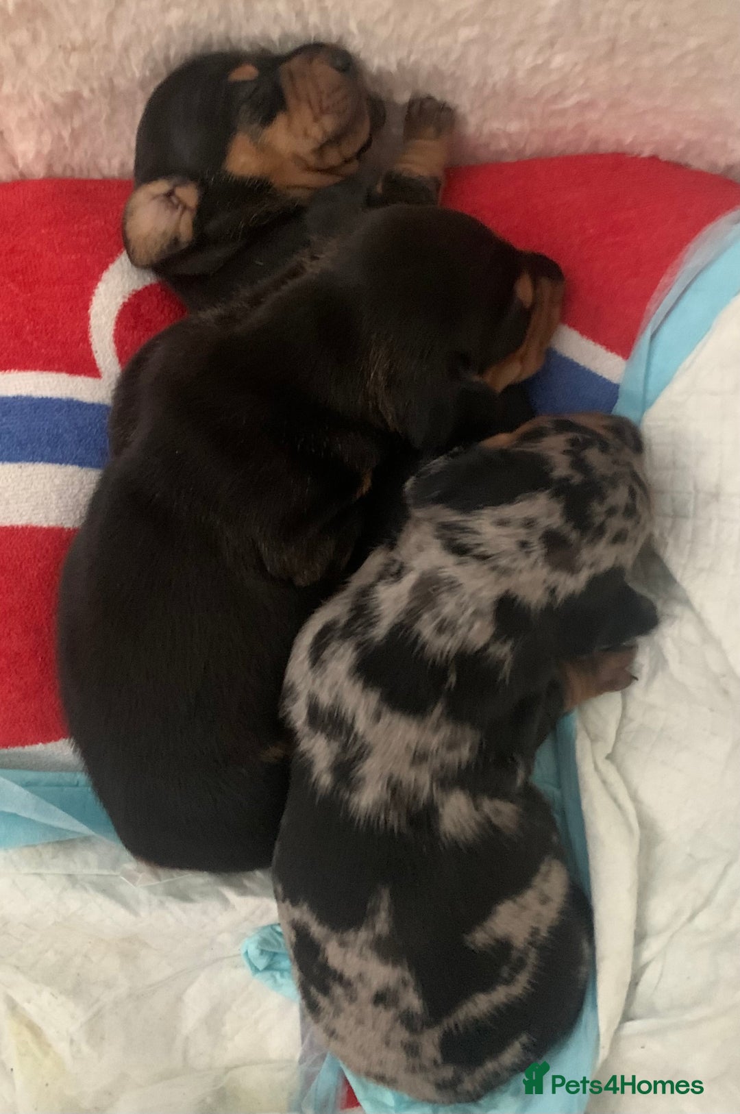 Dachshund dogs for sale: Mini Dachsunds for sale x 2 - Image 5